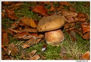Saffron Bolete